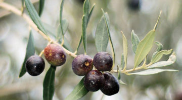 Günübirlik İznik Zeytin Hasatı Turu